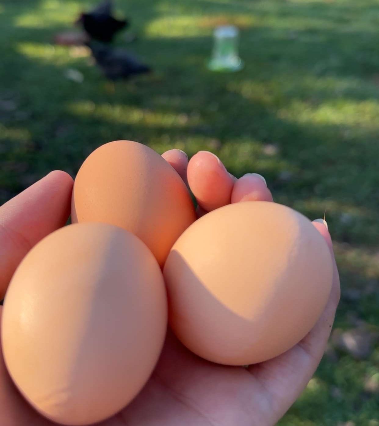 Farm Fresh Eggs from our family farm.